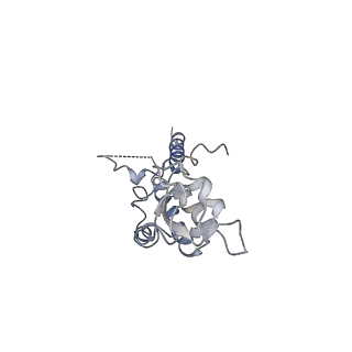 20607_6u0m_C_v2-1
Structure of the S. cerevisiae replicative helicase CMG in complex with a forked DNA