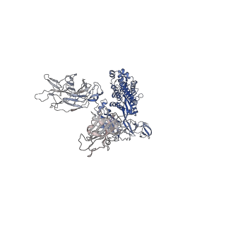 26267_7u0x_C_v1-1
SARS-Cov2 S protein structure in complex with neutralizing monoclonal antibody 002-13