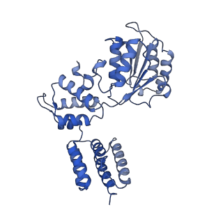 26298_7u1a_C_v1-1
RFC:PCNA bound to dsDNA with a ssDNA gap of six nucleotides