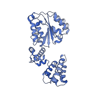 26298_7u1a_D_v1-1
RFC:PCNA bound to dsDNA with a ssDNA gap of six nucleotides