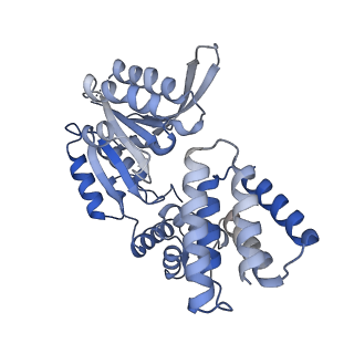 26298_7u1a_E_v1-1
RFC:PCNA bound to dsDNA with a ssDNA gap of six nucleotides