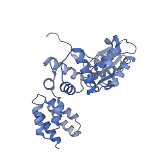 26302_7u1p_B_v1-1
RFC:PCNA bound to DNA with a ssDNA gap of five nucleotides