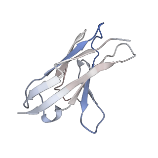 41826_8u1s_K_v1-0
A mechanistic understanding of protective influenza B neuraminidase mAbs at the airway interface