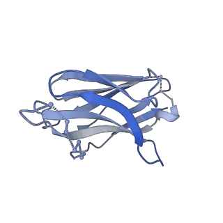 20642_6u59_K_v1-1
HIV-1 B41 SOSIP.664 in complex with rabbit antibody 13B