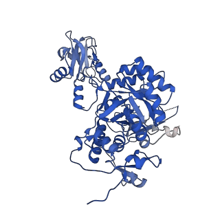 41989_8u7q_G_v1-1
Human retinal variant phosphomimetic IMPDH1(546)-S477D filament bound by GTP, ATP, IMP, and NAD+, octamer-centered