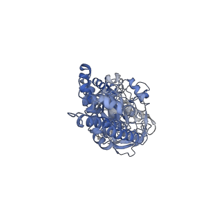 26385_7u8o_C_v1-2
Structure of porcine V-ATPase with mEAK7 and SidK, Rotary state 2