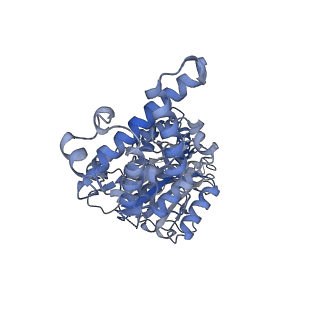 26386_7u8p_D_v1-1
Structure of porcine kidney V-ATPase with SidK, Rotary State 1