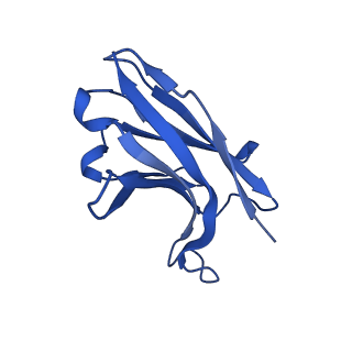 26397_7u9g_I_v1-0
Rabies virus glycoprotein pre-fusion trimer in complex with neutralizing antibody RVA122