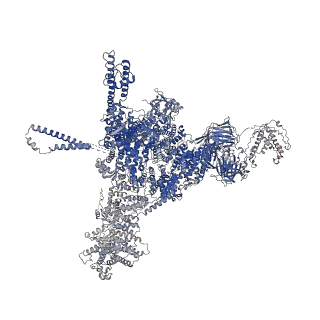 26405_7u9q_C_v1-0
Structure of PKA phosphorylated human RyR2 in the closed state