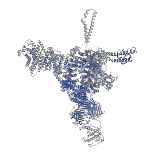 26407_7u9r_D_v1-0
Structure of PKA phosphorylated human RyR2 in the open state
