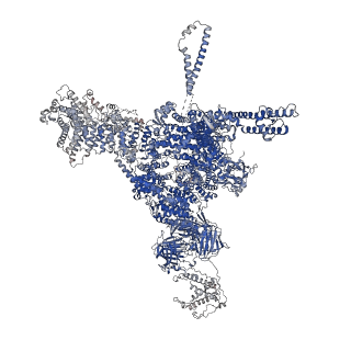 26408_7u9t_D_v1-0
Structure of PKA phosphorylated human RyR2 in the closed state in the presence of Calmodulin