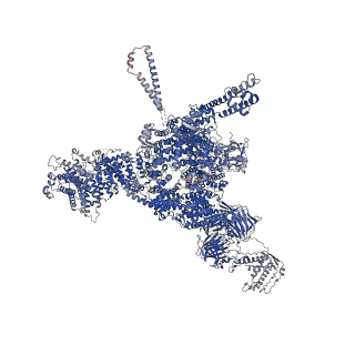26409_7u9x_D_v1-0
Structure of PKA phosphorylated human RyR2-R2474S in the closed state