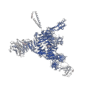 26410_7u9z_D_v1-0
Structure of PKA phosphorylated human RyR2-R2474S in the open state