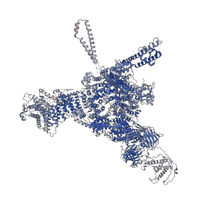 26412_7ua1_D_v1-0
Structure of PKA phosphorylated human RyR2-R2474S in the closed state in the presence of ARM210