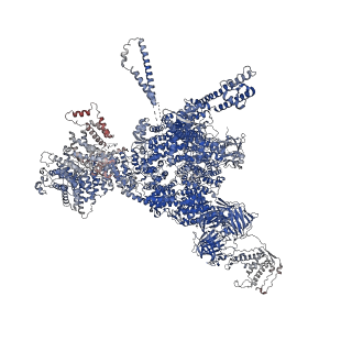 26413_7ua3_D_v1-0
Structure of PKA phosphorylated human RyR2-R2474S in the closed state in the presence of Calmodulin