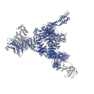 26414_7ua4_D_v1-0
Structure of PKA phosphorylated human RyR2-R2474S in the open state in the presence of Calmodulin