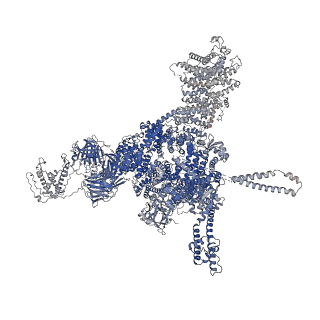 26416_7ua9_A_v1-0
Structure of dephosphorylated human RyR2 in the open state