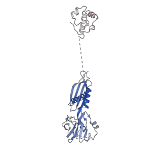 26439_7ubn_B_v1-0
Transcription antitermination complex: NusA-containing "engaged" Qlambda-loading complex