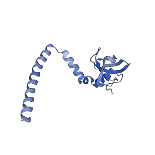 26444_7ucj_M_v1-0
Mammalian 80S translation initiation complex with mRNA and Harringtonine