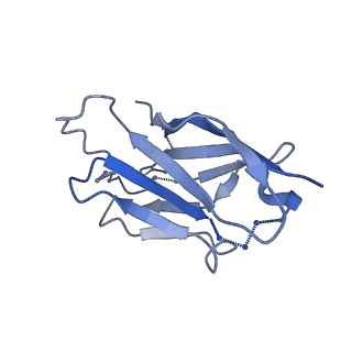 20739_6udj_H_v1-2
HIV-1 bNAb 1-18 in complex with BG505 SOSIP.664 and 10-1074