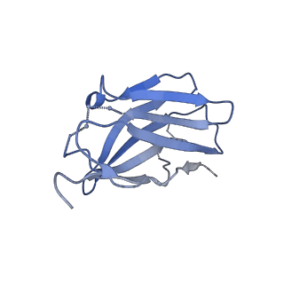 26492_7ugo_G_v1-0
Cryo-EM structure of BG24 inferred germline Fabs with mature CDR3s and 10-1074 Fabs in complex with HIV-1 Env immunogen BG505-SOSIPv4.1-GT1