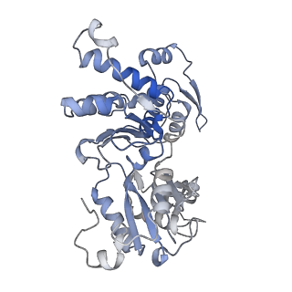 20770_6uhc_B_v1-0
CryoEM structure of human Arp2/3 complex with bound NPFs