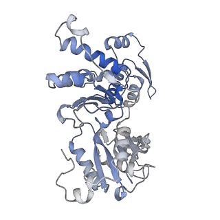 20770_6uhc_B_v1-1
CryoEM structure of human Arp2/3 complex with bound NPFs