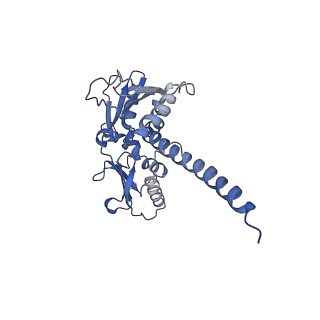 20770_6uhc_D_v1-0
CryoEM structure of human Arp2/3 complex with bound NPFs