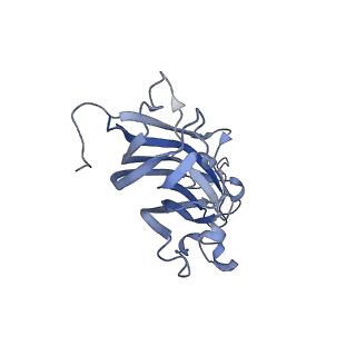 42246_8uh4_Q_v1-0
Cryo-EM structure of Maize Streak Virus (MSV) - single head Geminivirus