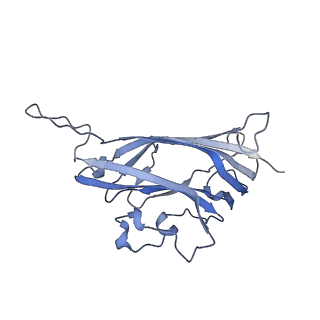 42246_8uh4_Z_v1-0
Cryo-EM structure of Maize Streak Virus (MSV) - single head Geminivirus