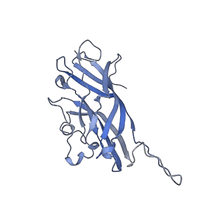 42246_8uh4_q_v1-0
Cryo-EM structure of Maize Streak Virus (MSV) - single head Geminivirus
