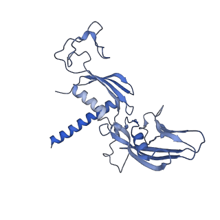 42267_8uha_C_v1-0
Structure of paused transcription complex Pol II-DSIF-NELF - tilted