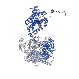 20783_6ui9_A_v2-0
Structure of human ATP citrate lyase in complex with acetyl-CoA and oxaloacetate