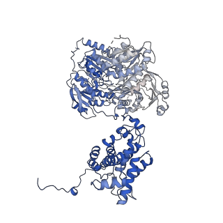 20783_6ui9_D_v1-2
Structure of human ATP citrate lyase in complex with acetyl-CoA and oxaloacetate