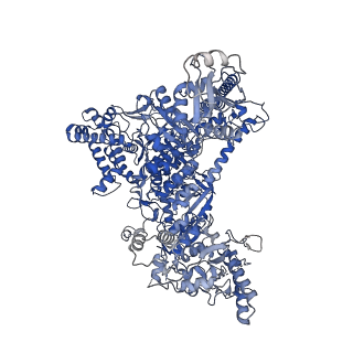 42285_8ui0_A_v1-0
Structure of poised transcription complex Pol II-DSIF-NELF - pre-translocated