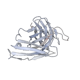 8561_5ujz_H_v1-3
CryoEM structure of an influenza virus receptor-binding site antibody-antigen interface - Class 1