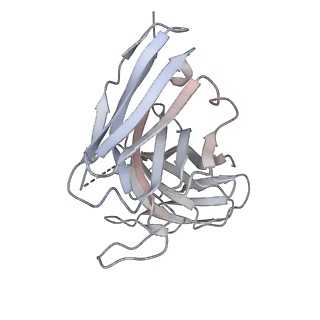 8564_5uk2_G_v1-3
CryoEM structure of an influenza virus receptor-binding site antibody-antigen interface - Class 4