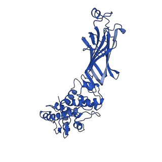26608_7ums_K_v1-3
Structure of the VP5*/VP8* assembly from the human rotavirus strain CDC-9 in complex with antibody 41 - Upright conformation