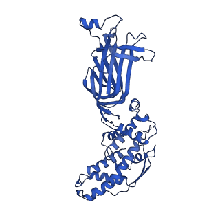 26608_7ums_N_v1-3
Structure of the VP5*/VP8* assembly from the human rotavirus strain CDC-9 in complex with antibody 41 - Upright conformation