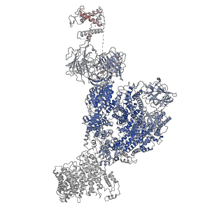 26610_7umz_D_v1-0
Cryo-EM structure of rabbit RyR1 in the presence of high Mg2+ and AMP-PCP in nanodisc