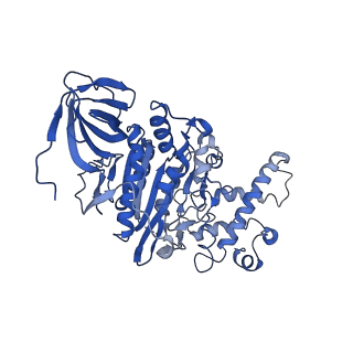 26622_7une_P_v1-1
The V1 region of bovine V-ATPase in complex with human mEAK7 (focused refinement)
