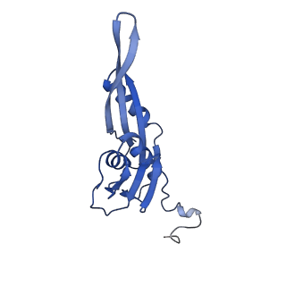26630_7unr_e_v1-0
Pseudomonas aeruginosa 70S ribosome initiation complex bound to compact IF2-GDP (composite structure I-A)