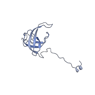 26630_7unr_l_v1-0
Pseudomonas aeruginosa 70S ribosome initiation complex bound to compact IF2-GDP (composite structure I-A)