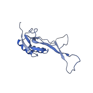 26633_7unu_O_v1-0
Pseudomonas aeruginosa 70S ribosome initiation complex bound to compact IF2-GDP (composite structure I-B)