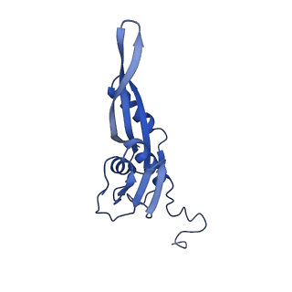 26633_7unu_e_v1-0
Pseudomonas aeruginosa 70S ribosome initiation complex bound to compact IF2-GDP (composite structure I-B)