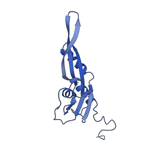 26633_7unu_e_v1-1
Pseudomonas aeruginosa 70S ribosome initiation complex bound to compact IF2-GDP (composite structure I-B)