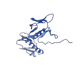 26634_7unv_G_v1-0
Pseudomonas aeruginosa 70S ribosome initiation complex bound to IF2-GDPCP (structure II-A)