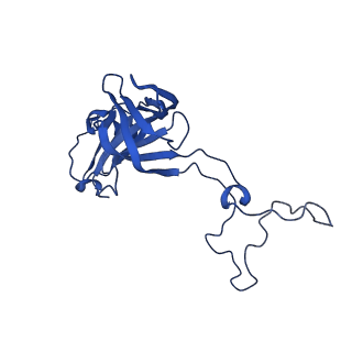 26635_7unw_D_v1-0
Pseudomonas aeruginosa 70S ribosome initiation complex bound to IF2-GDPCP (structure II-B)