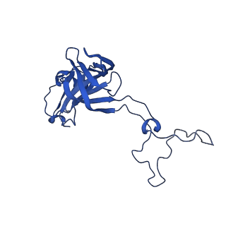 26635_7unw_D_v1-1
Pseudomonas aeruginosa 70S ribosome initiation complex bound to IF2-GDPCP (structure II-B)