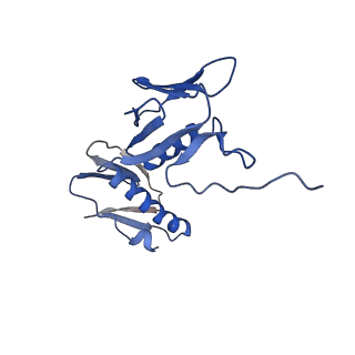 26635_7unw_G_v1-0
Pseudomonas aeruginosa 70S ribosome initiation complex bound to IF2-GDPCP (structure II-B)